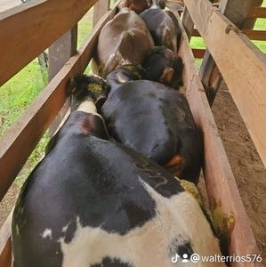 Meet your Posher, Walter